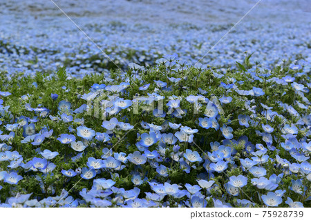 Nemophila as far as the eye can see Nemophila as far as the eye can see 75928739
