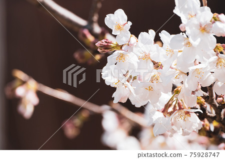[春天]櫻花日式 75928747