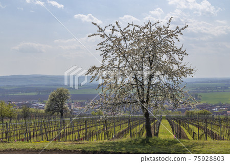 Spring vineyards in Blatnice pod Svatym Antoninkem, Southern Moravia, Czech Republic Spring vineyards in Blatnice pod Svatym Antoninkem, Southern Moravia, Czech Republic 75928803