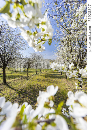 flowering cherry orchard near Cejkovice, Southern Moravia, Czech Republic flowering cherry orchard near Cejkovice, Southern Moravia, Czech Republic 75928807