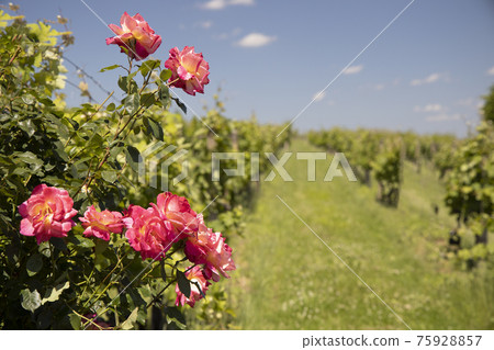 Roses in vineyard, Polesovice, Southern Moravia, Czech Republic Roses in vineyard, Polesovice, Southern Moravia, Czech Republic 75928857