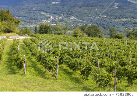 Vipava valley in Gorice region, Slovenia 75928903