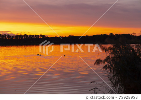 Sunset over the pond Rezabinec near Pisek town, Southern Bohemia, Czech Republic 75928958