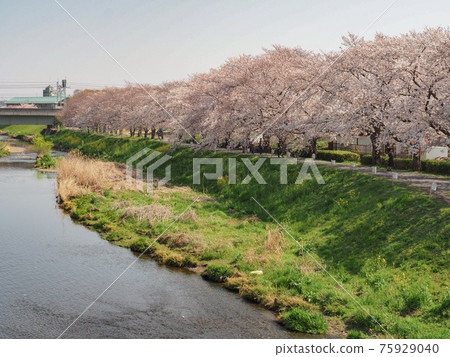 埼玉縣淺香市 黑麥川櫻花樹 75929040