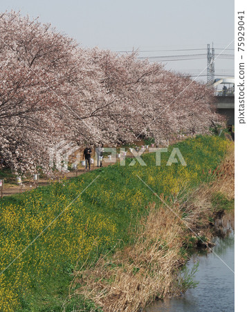 埼玉縣淺香市 黑麥川櫻花樹 75929041