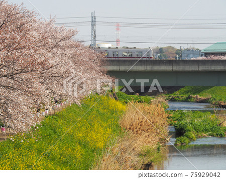 埼玉縣淺香市 黑麥川櫻花樹 75929042