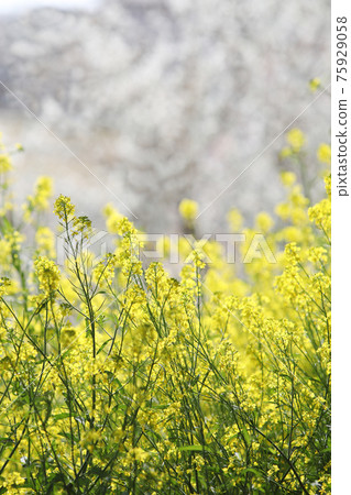 Rape blossoms Rape blossoms 75929058