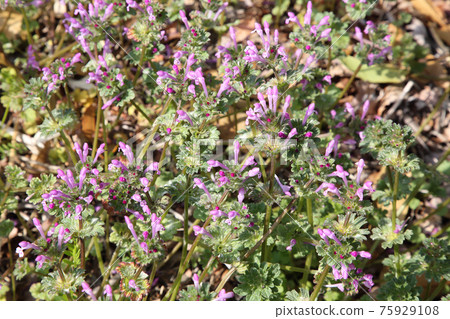 Lamium amplexicaule Lamium amplexicaule 75929108