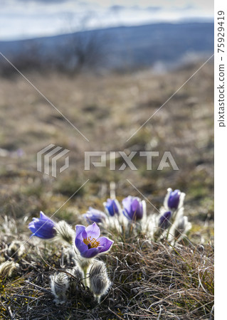 Pasque flower, National park Podyji, Southern Moravia, Czech Republic Pasque flower, National park Podyji, Southern Moravia, Czech Republic 75929419