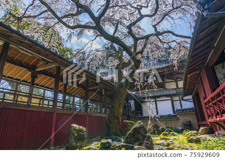 Kyoto Spring Jurinji Temple 75929609