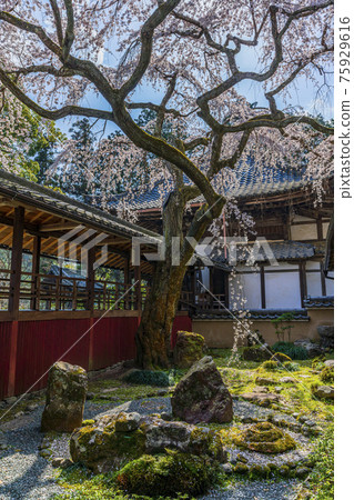 京都春天十輪寺 京都春天十輪寺 75929616
