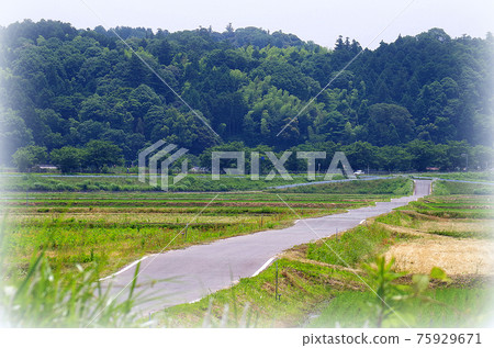 [繪畫風格]沿著稻田台階的階梯狀農田路...島根縣安木市（陰天） 75929671