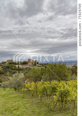 Tuscany's most famous vineyards near town Montalcino in Italy Tuscany's most famous vineyards near town Montalcino in Italy 75929709