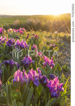 Dwarf iris in Pusty kopec u Konic near Znojmo, Southern Moravia, Czech Republic 75929802