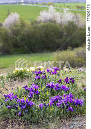 Dwarf iris in Pusty kopec u Konic near Znojmo, Southern Moravia, Czech Republic 75929836
