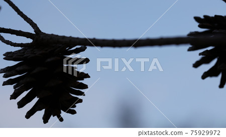 Pinecone 75929972