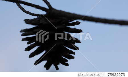 Pinecone Pinecone 75929973