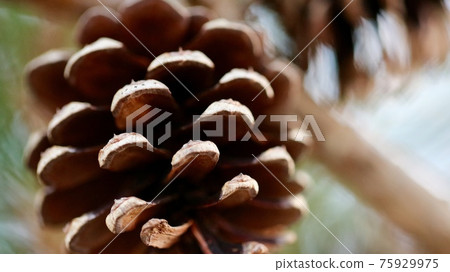 Pinecone Pinecone 75929975