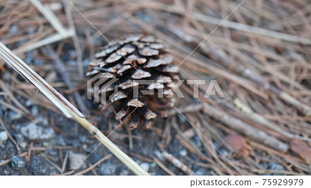 Pinecone Pinecone 75929979