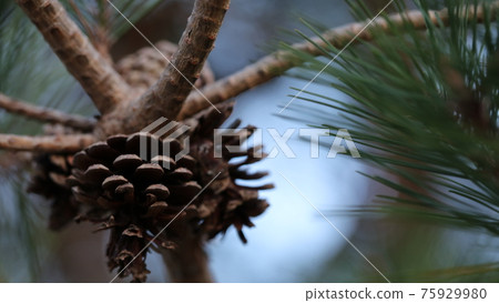 Pinecone Pinecone 75929980