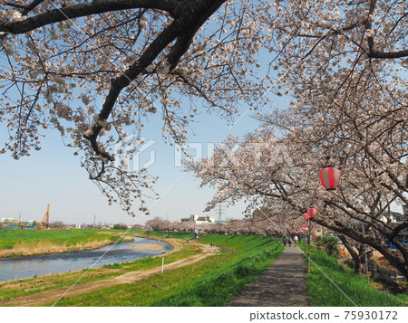 埼玉縣四季市柳瀨川的一排櫻花樹 埼玉縣四季市柳瀨川的一排櫻花樹 75930172