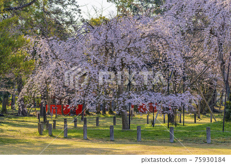 京都上賀茂神社櫻花御所 75930184