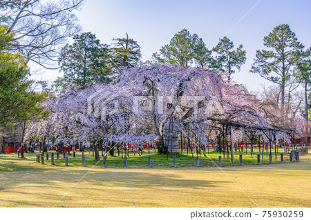 Kyoto Kamigamo Shrine Gosho Sakura Kyoto Kamigamo Shrine Gosho Sakura 75930259