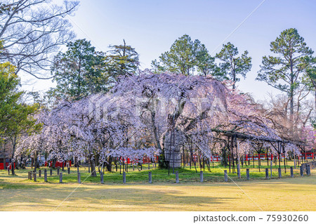 京都上賀茂神社櫻花御所 75930260