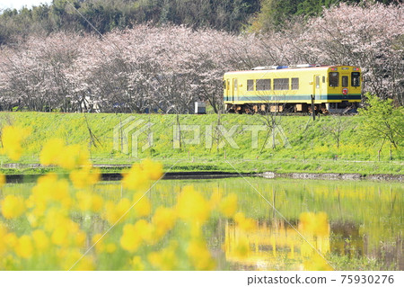 春泉鐵道“櫻花林、油菜花、田園風光” 春泉鐵道“櫻花林、油菜花、田園風光” 75930276