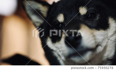 柴犬療愈 柴犬療愈 75930278