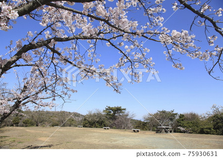 Omuta City Amagiyama Park Sakura, 75930631