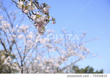 Omuta City Amagiyama Park Sakura, Omuta City Amagiyama Park Sakura, 75930635