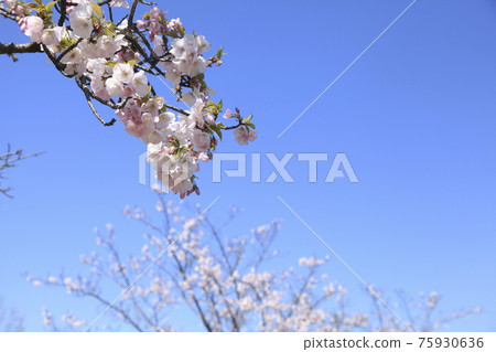 Omuta City Amagiyama Park Sakura, Omuta City Amagiyama Park Sakura, 75930636