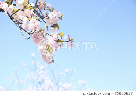 Omuta City Amagiyama Park Sakura, Omuta City Amagiyama Park Sakura, 75930637