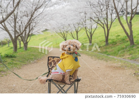Cherry blossoms and dogs 75930690
