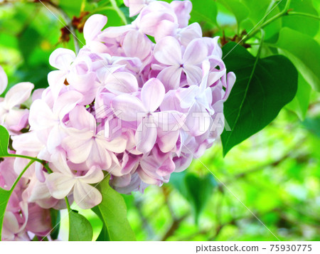 Flowering of Lilac Flowering of Lilac 75930775