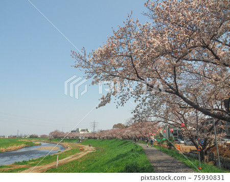 A row of cherry blossom trees in Yanasegawa, Shiki City, Saitama Prefecture 75930831