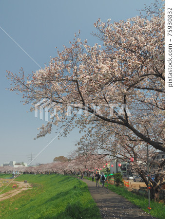 埼玉縣四季市柳瀨川的一排櫻花樹 埼玉縣四季市柳瀨川的一排櫻花樹 75930832