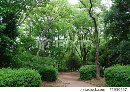 Fresh green park scenery 75930867