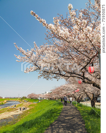 埼玉縣四季市柳瀨川的一排櫻花樹 75930875
