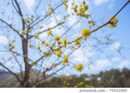 Dancarubi flower 75931000