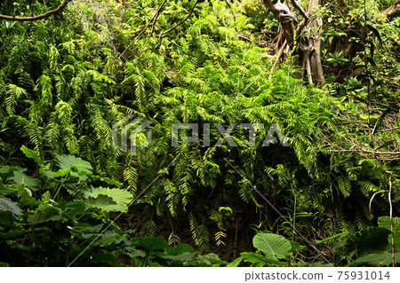 堀堀之森(沖繩縣島尻區八重町固始禪) 堀堀之森(沖繩縣島尻區八重町固始禪) 75931014