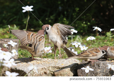 Sparrow group and flower nira Sparrow group and flower nira 75931063