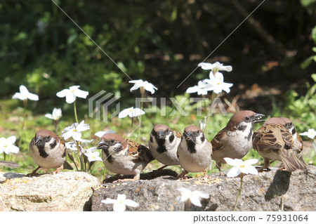 Sparrow group and flower nira 75931064