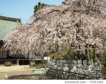 Weeping cherry blossoms at Hodoji Temple in Shiki City, Saitama Prefecture 75931082
