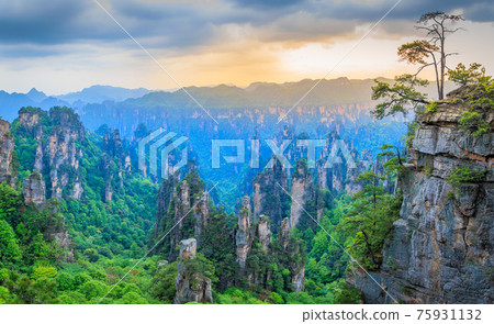 Quartzite sandstone pillars and peaks with green trees and mountains sunset panorama, Zhangjiajie national forest park, Hunan province, China 75931132