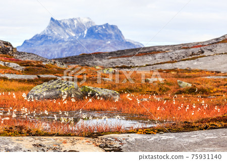 Autumn greenlandic tundra plants and flowers with Sermitsiaq mountain in the background, Nuuk, Greenland Autumn greenlandic tundra plants and flowers with Sermitsiaq mountain in the background, Nuuk, Greenland 75931140