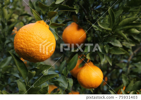 Orchard Dekopon field 75931403