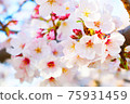 Cherry blossoms [close-up] 75931459