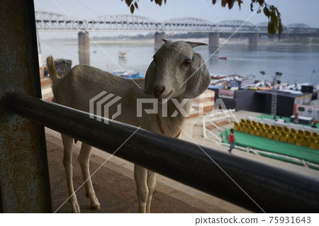 Ganges goat Ganges goat 75931643